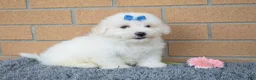 Maltese dogs for sale: Bryson 🐾 - Ad 5