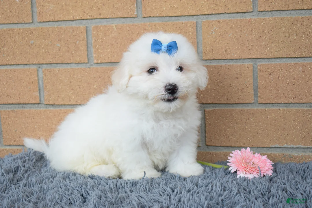 Maltese dogs for sale: Bryson 🐾 - Ad 1