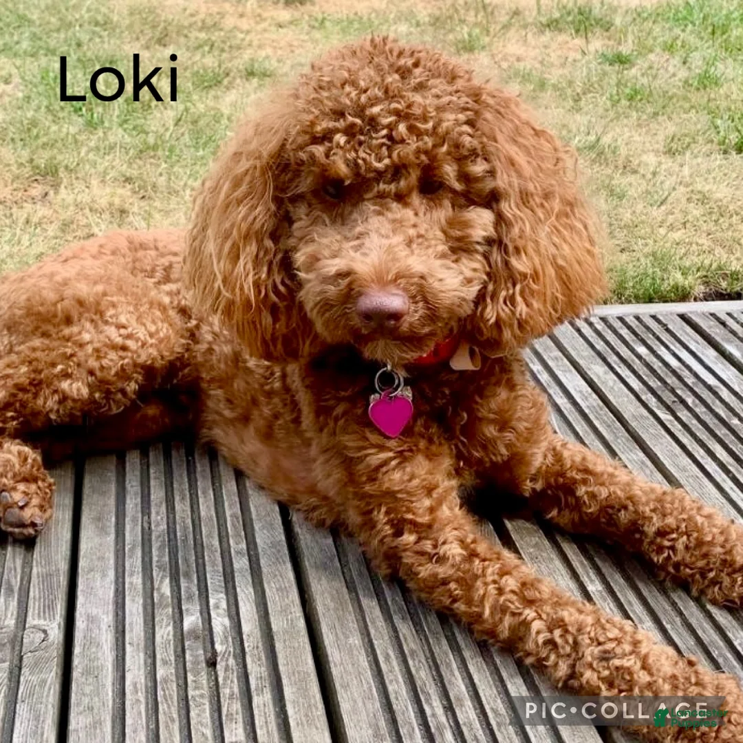 Cavapoo dogs for sale: Cavapoo Puppy 1 - Ad 7