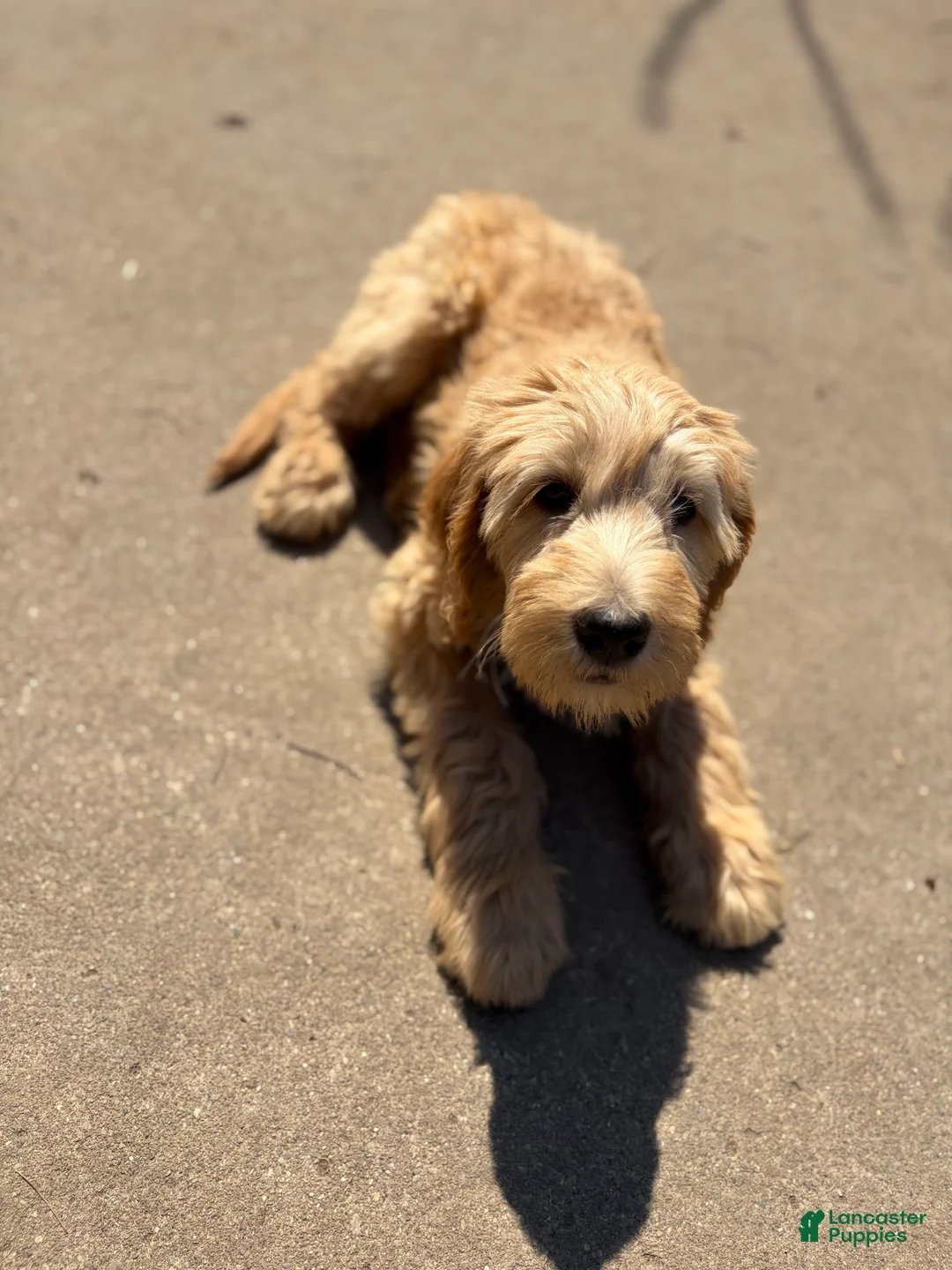 Mixed Breed dogs for sale: Rosie - Ad 2