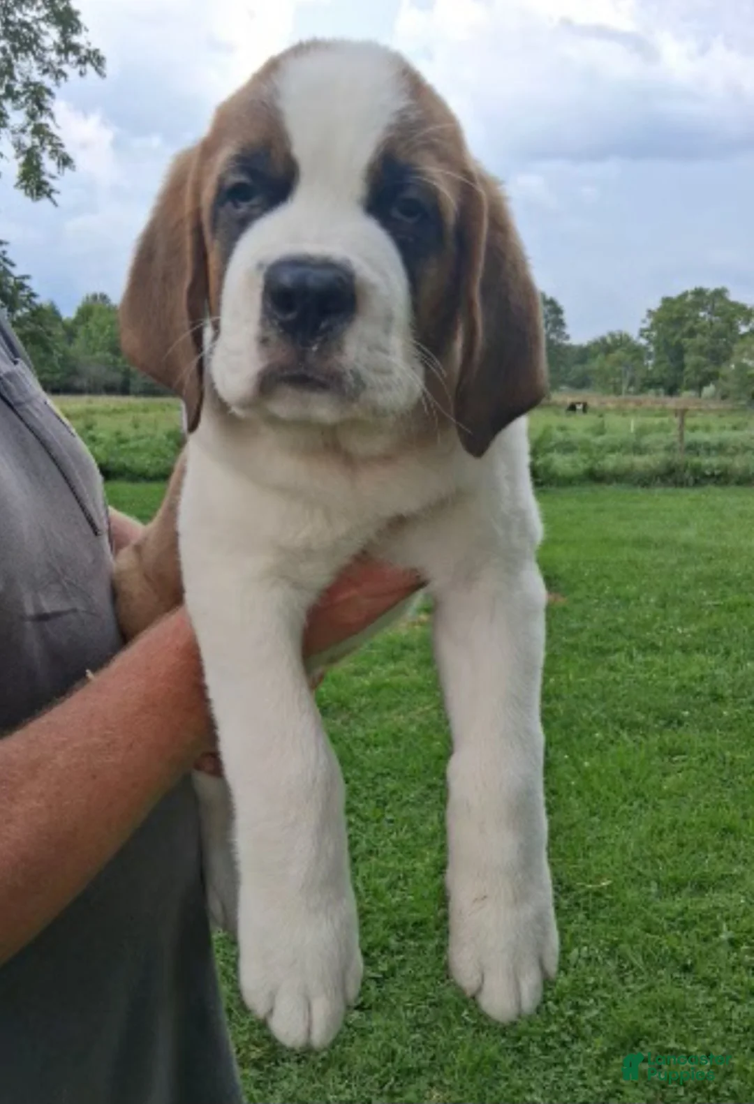 Saint Bernard dogs for sale: Ol' RED - Ad 4