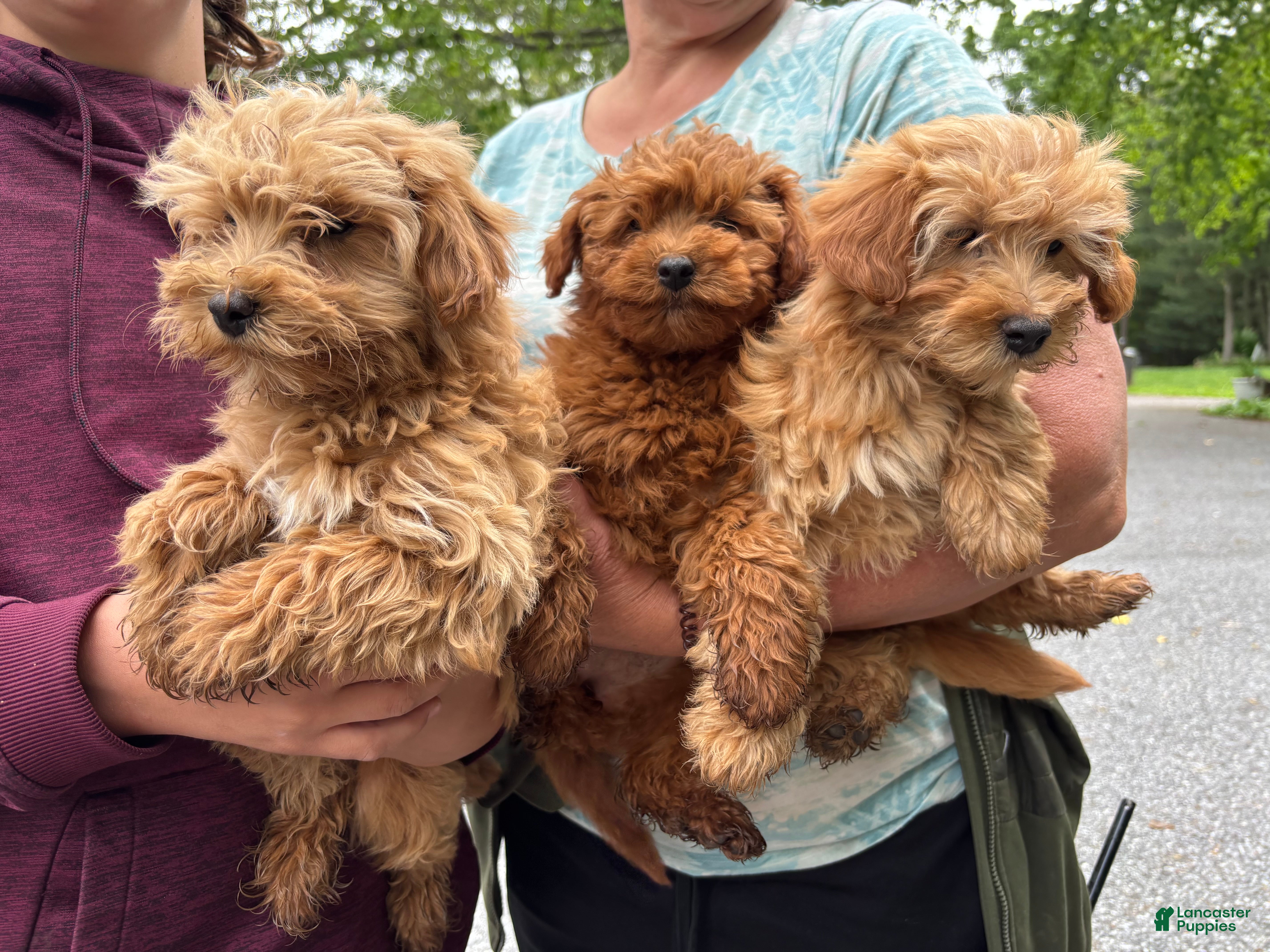 Mini Goldendoodle dogs for sale: Princess - Ad 3