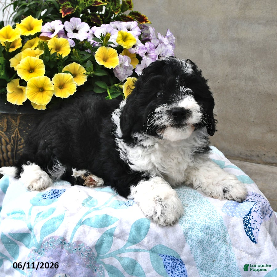 Mini Aussiedoodle dogs Tonya - Ad 1