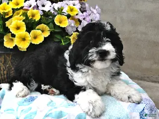 Mini Aussiedoodle dogs for sale: Tonya - Ad 3