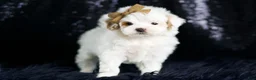 Maltipoo dogs for sale: Teeny Houdini - Ad 3