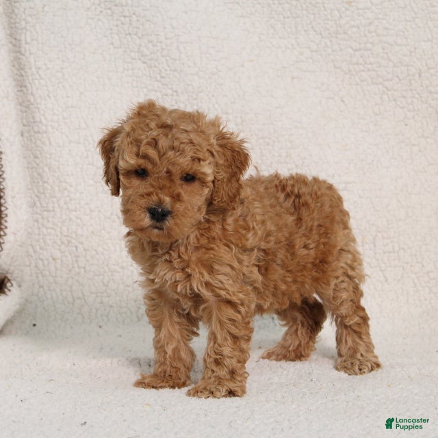 Mini Goldendoodle dogs Violet - Ad 2