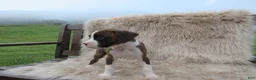 Boxer dogs for sale: Remi - Ad 10