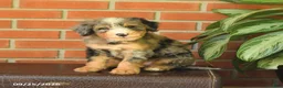 Bernedoodle dogs for sale: Benson - Ad 1