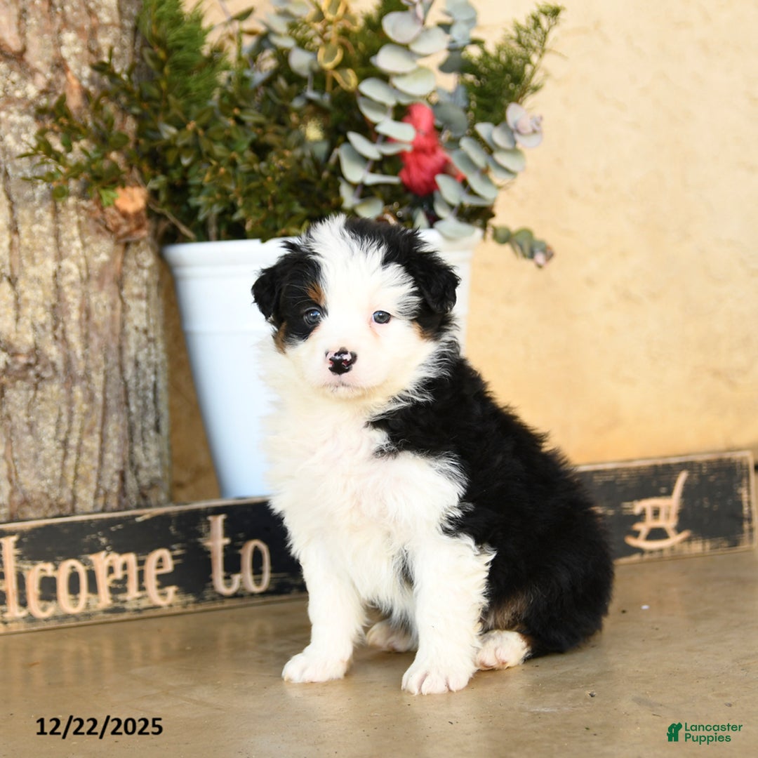 Australian Shepherd dogs for sale: Pilar - Ad 3