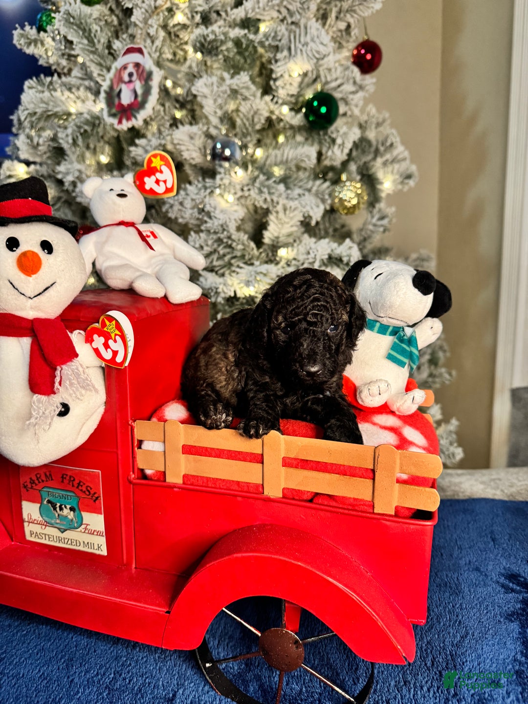 Toy Poodle dogs for sale: Benjamin - Ad 3