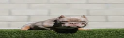 American Bully dogs for sale: American Bully Puppy 1 - Ad 2
