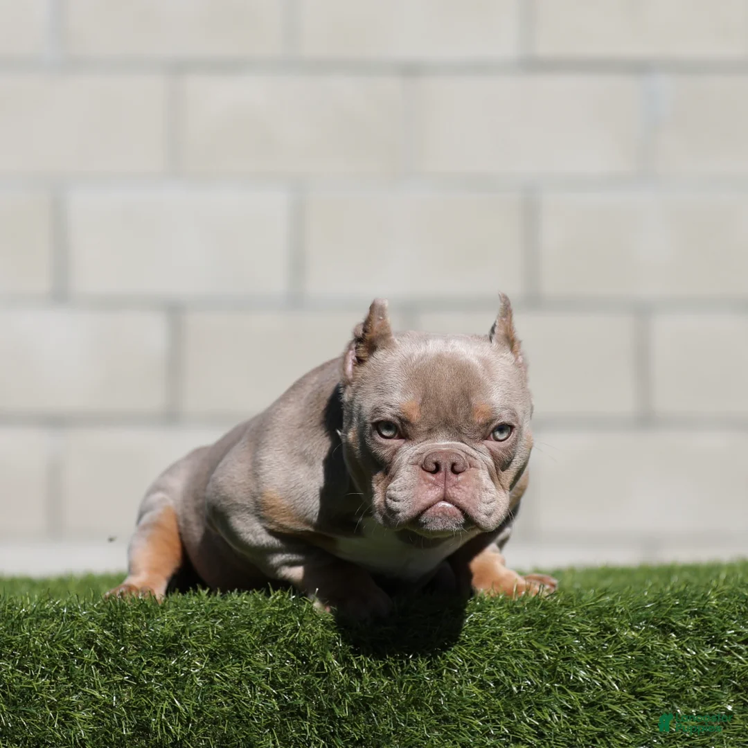 American Bully dogs for sale: American Bully Puppy 1 - Ad 2