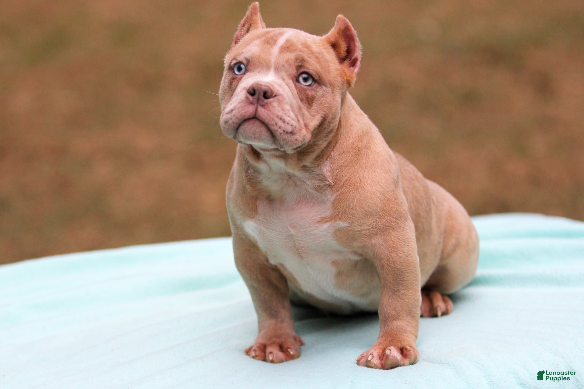 American Bully dogs Lilac Merle Female - Ad 1