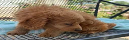 Mini Goldendoodle dogs for sale: Goldie - Ad 11