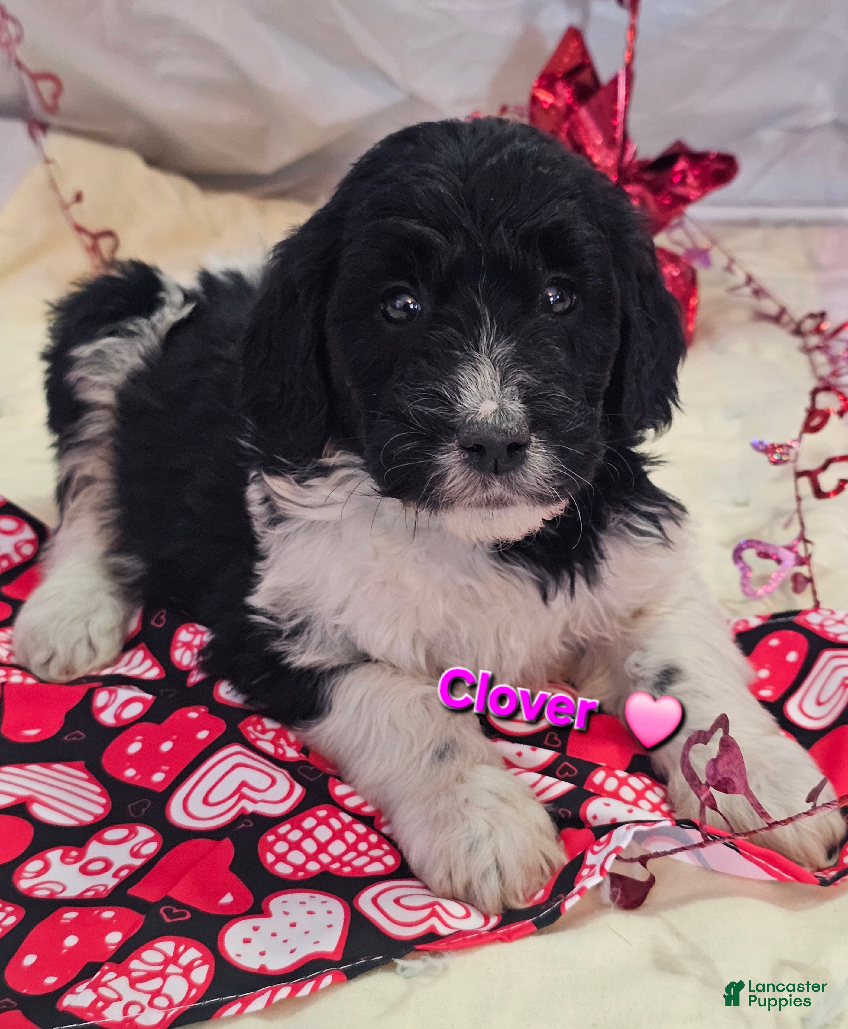 Goldendoodle dogs Clover  - Ad 34