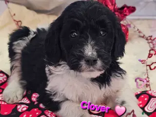 Goldendoodle dogs Clover - Ad 34