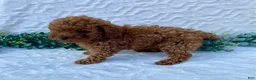 Miniature Poodle dogs for sale: Murphy - Ad 1