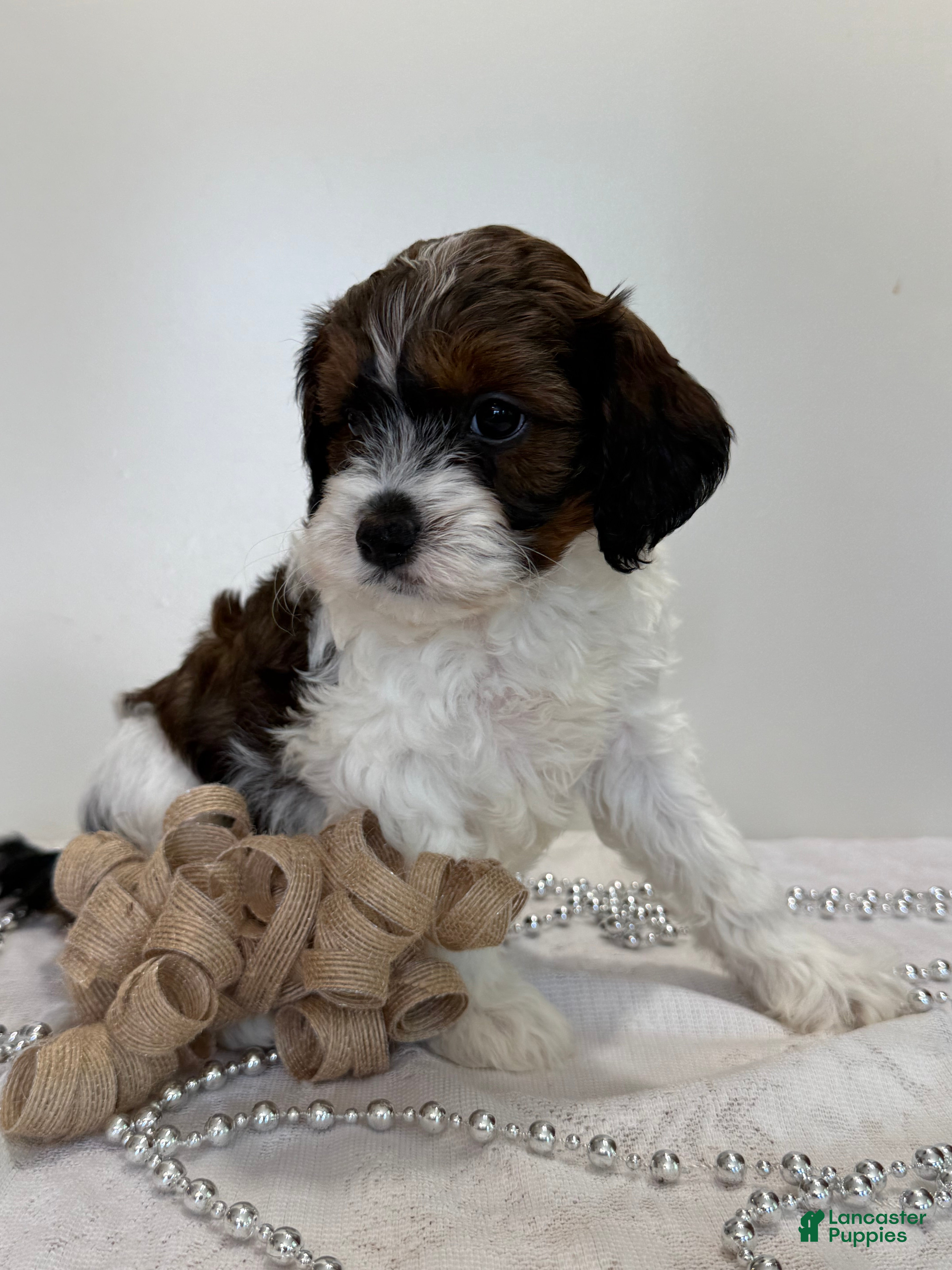Cavapoo dogs Blueberry Cavapoo  - Ad 2