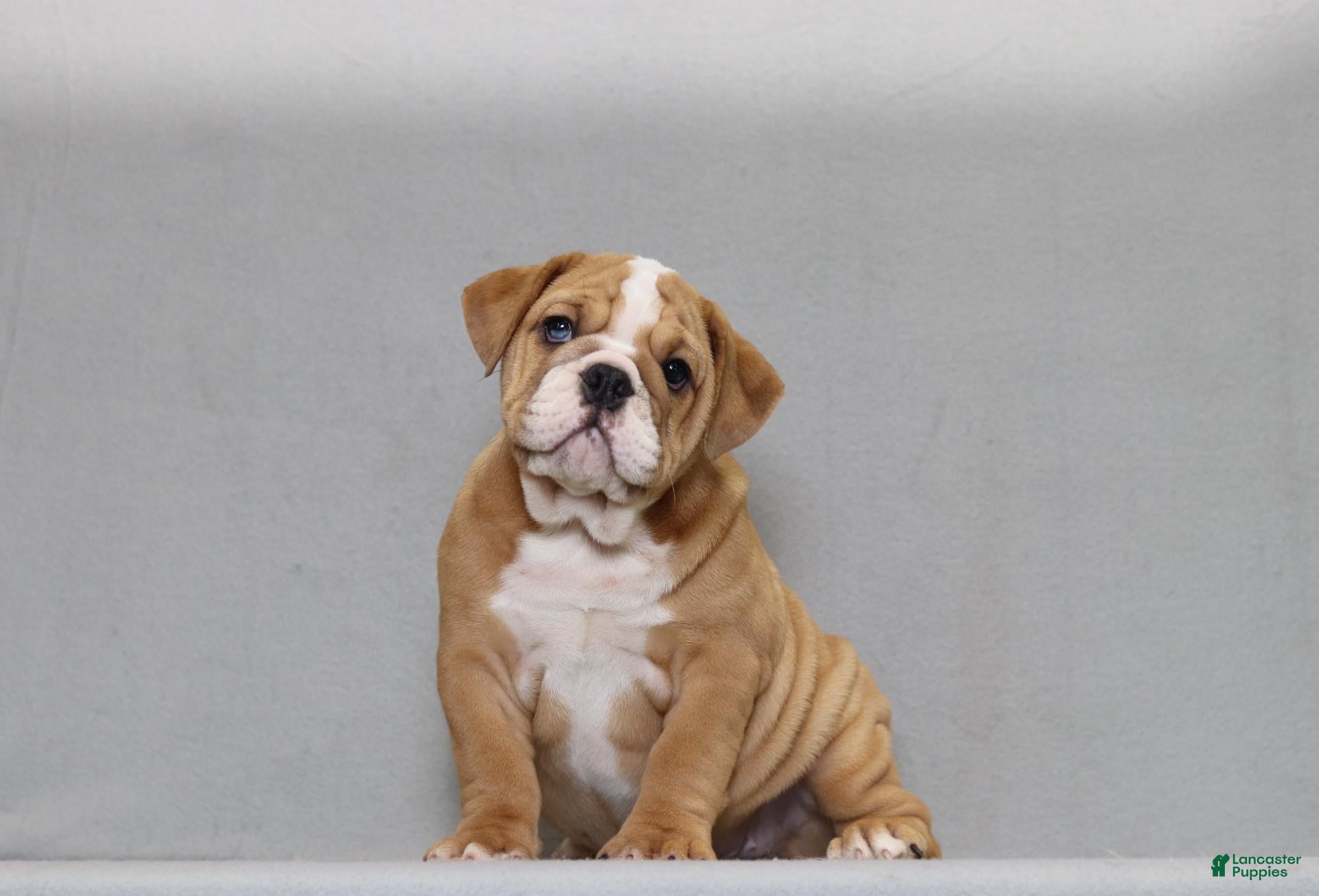English Bulldog dogs Sinja - Ad 1