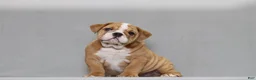 English Bulldog dogs for sale: Sinja - Ad 1