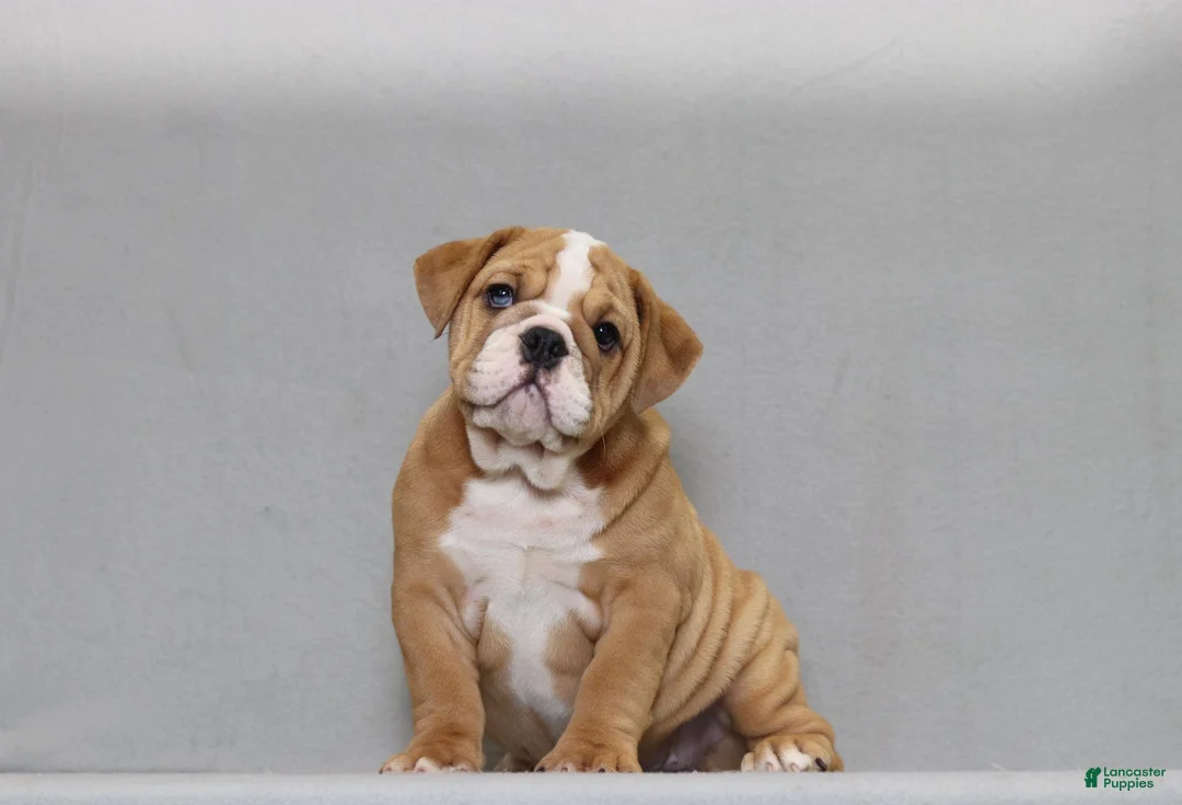English Bulldog dogs for sale: Sinja - Ad 1