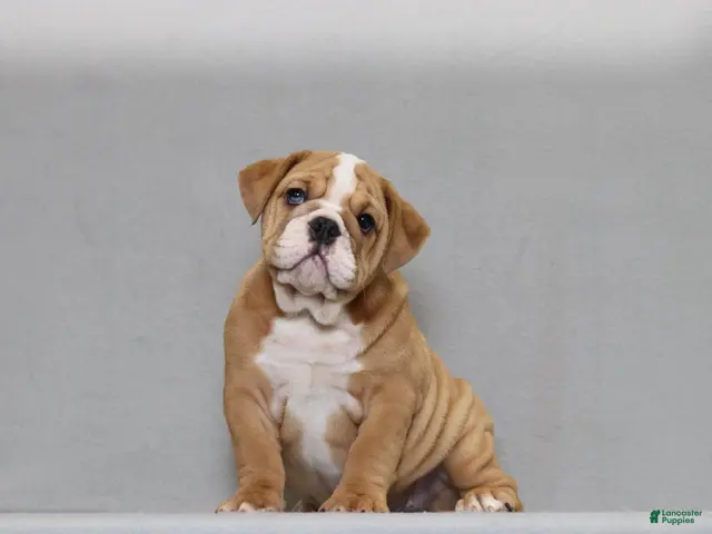 English Bulldog dogs for sale: Sinja - Ad 1