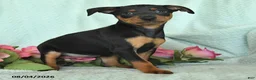 Miniature Pinscher dogs for sale: Nina - Ad 2
