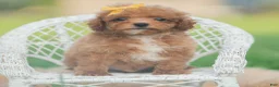 Toy Poodle dogs for sale: Bixby AKC - Ad 4
