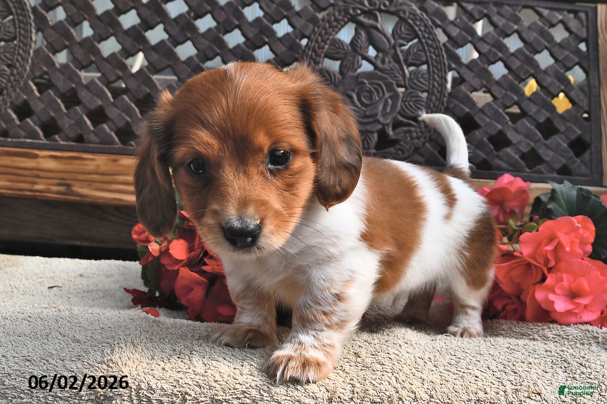 Miniature Dachshund dogs Bingo - Ad 2