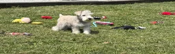 Miniature Schnauzer dogs for sale: Elijah  - Ad 5