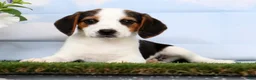 Beagle dogs for sale: Debbie - Ad 1