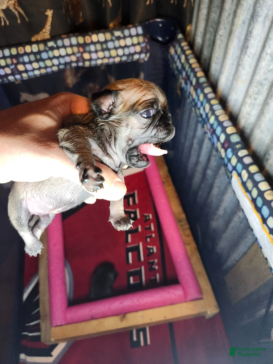 Pug dogs for sale: Pug Puppy 8 - Ad 1