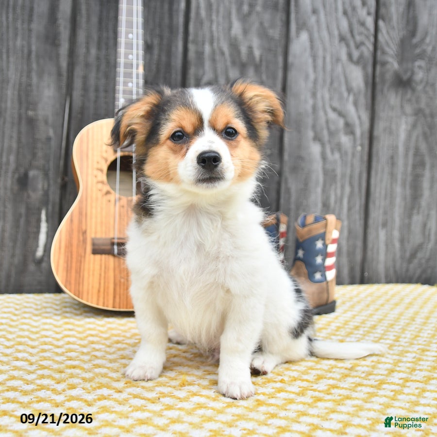 Chihuahua dogs Rascal - Ad 2