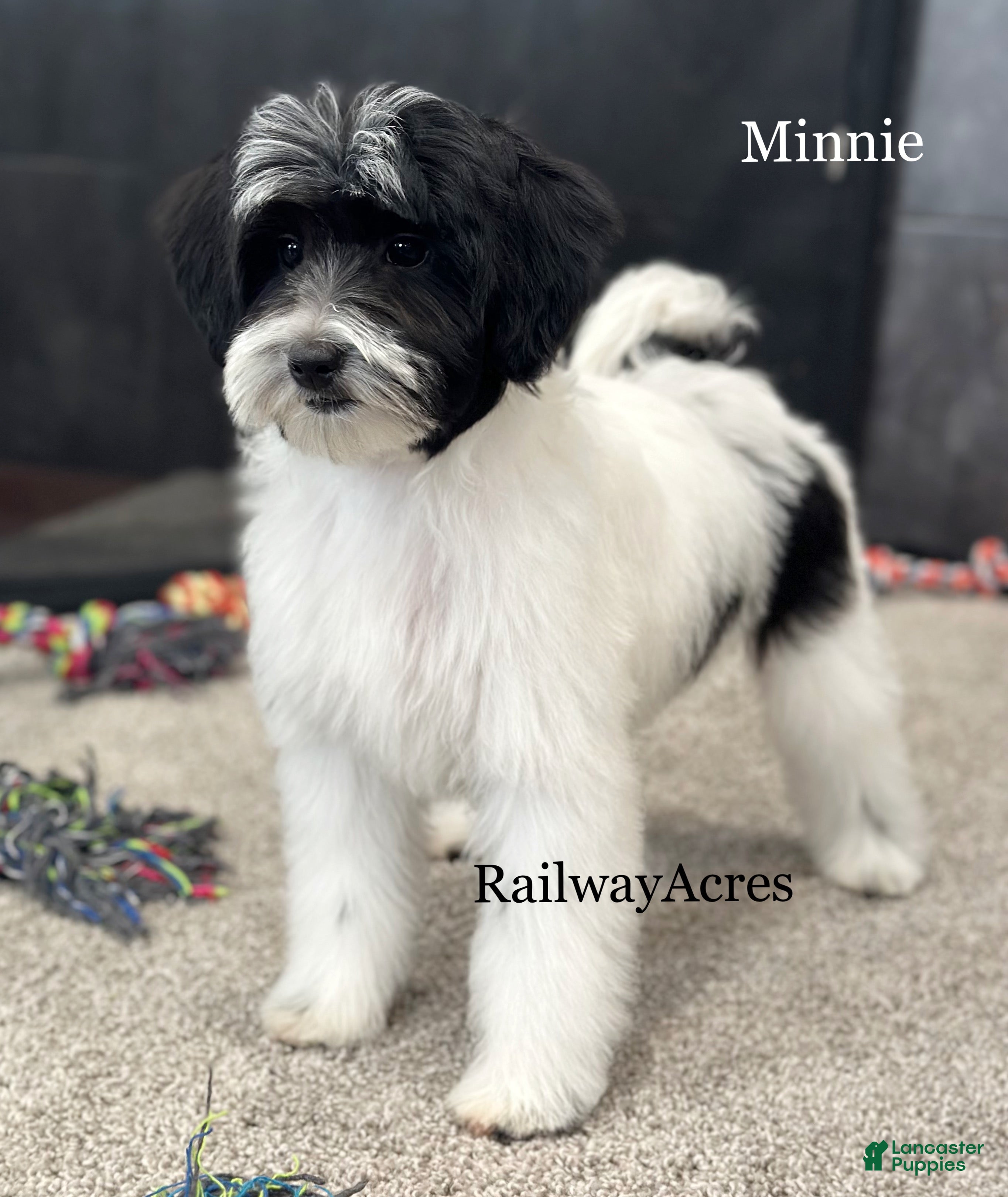 Mixed Breed dogs Minnie - Ad 33