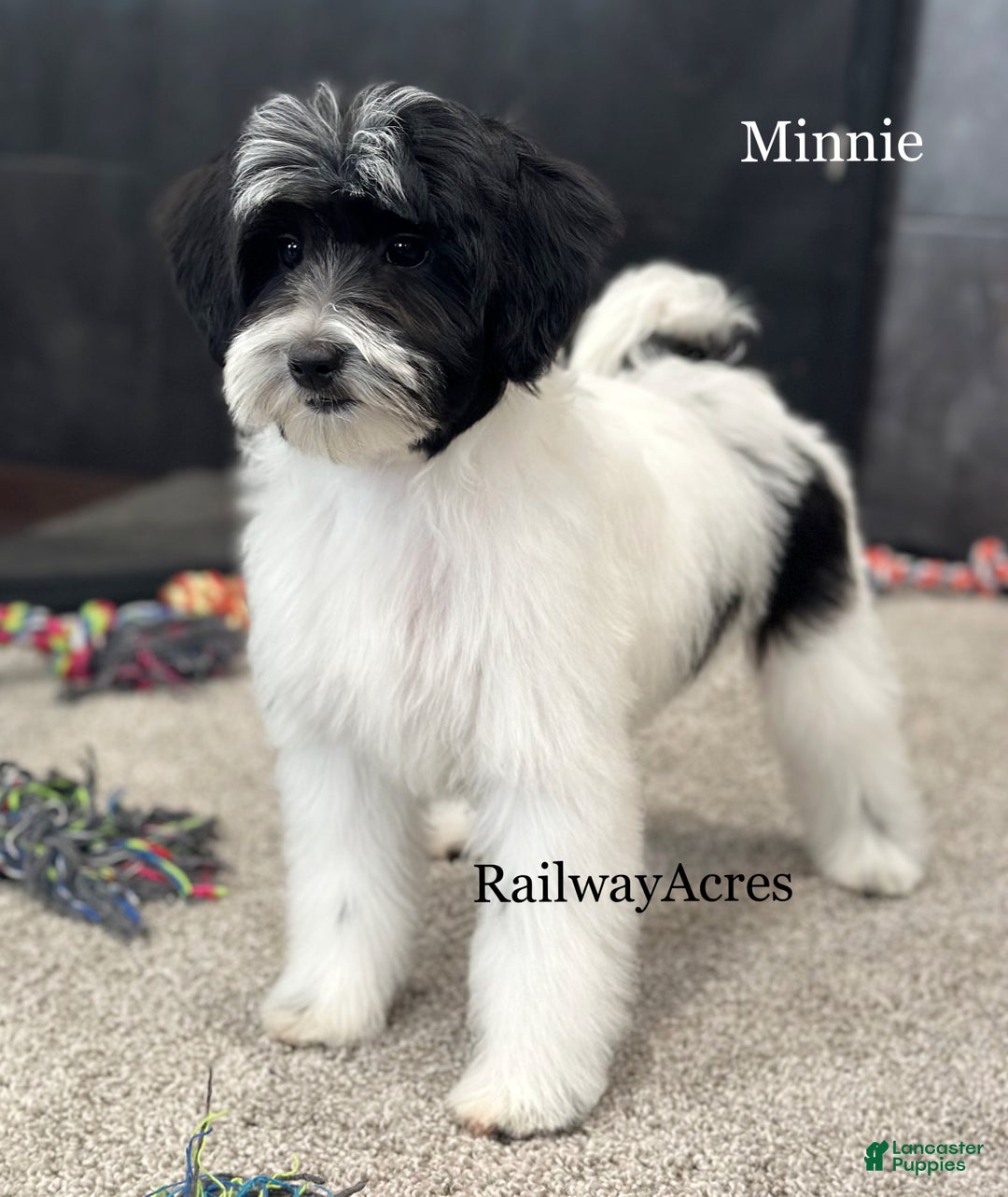 Mixed Breed dogs for sale: Minnie - Ad 1