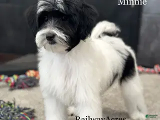 Mixed Breed dogs Minnie - Ad 40