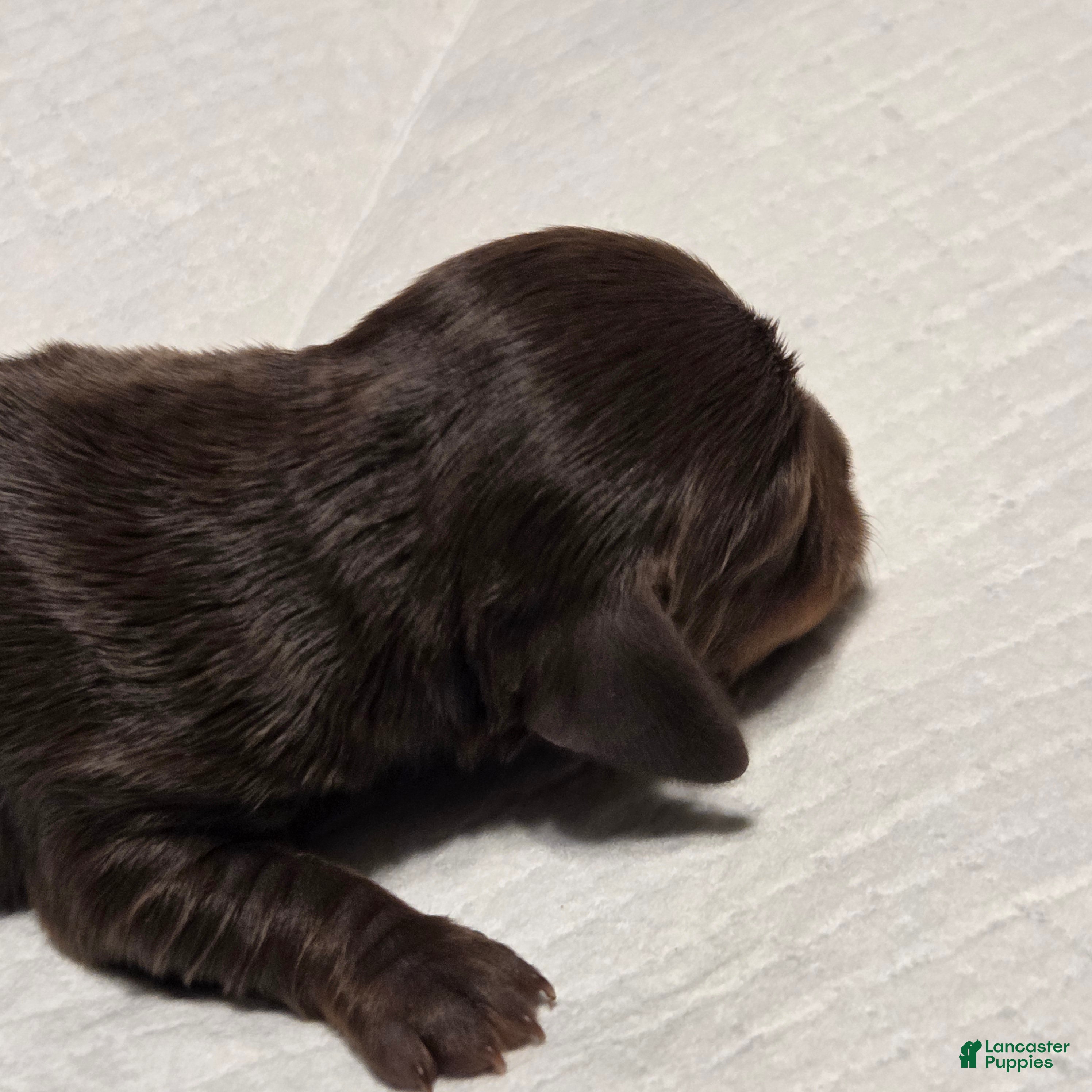 Miniature Dachshund dogs Miniature Dachshund Puppy 5 - Ad 5