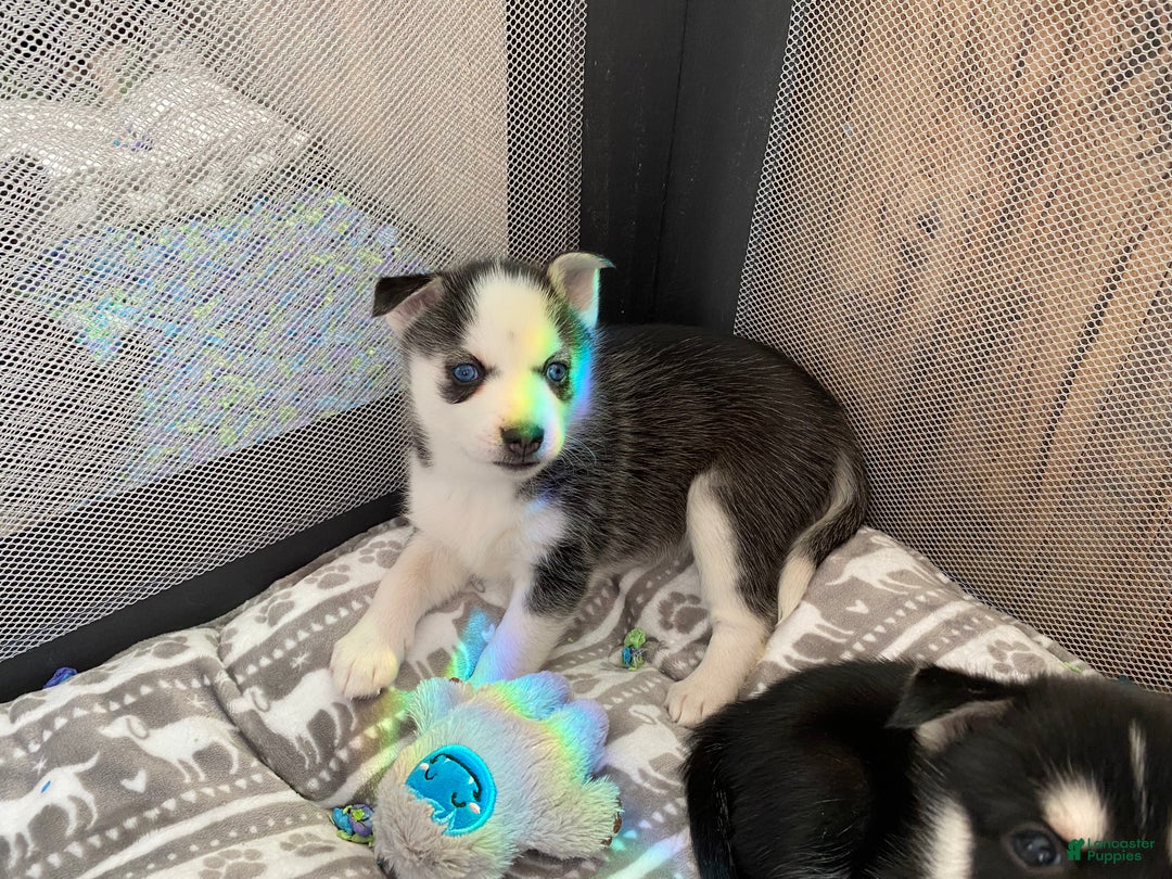 Pomsky dogs for sale: Bree  - Ad 2