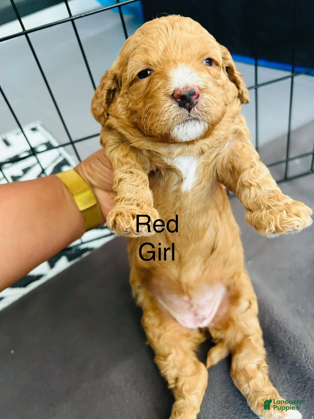 Mini Goldendoodle dogs for sale: Mini Goldendoodle Prada - Ad 1