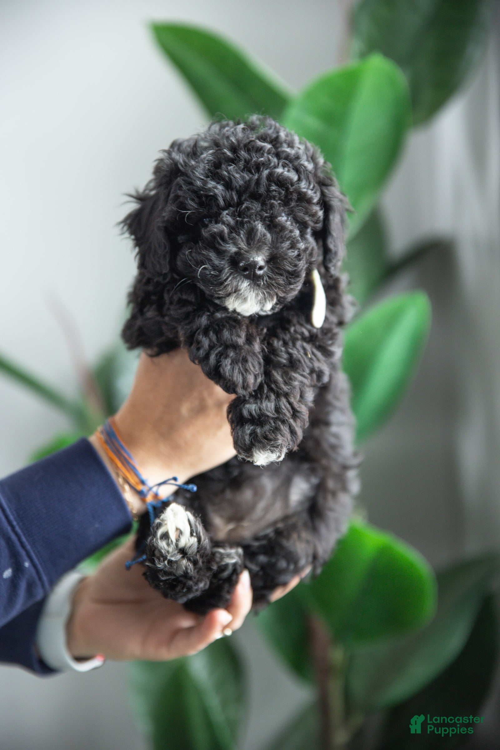 Cockapoo dogs Lucy - Ad 1