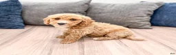 Miniature Labradoodle dogs for sale: Klark - Ad 3