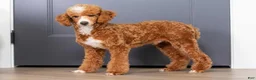 Mini Bernedoodle dogs for sale: Zara - Ad 6