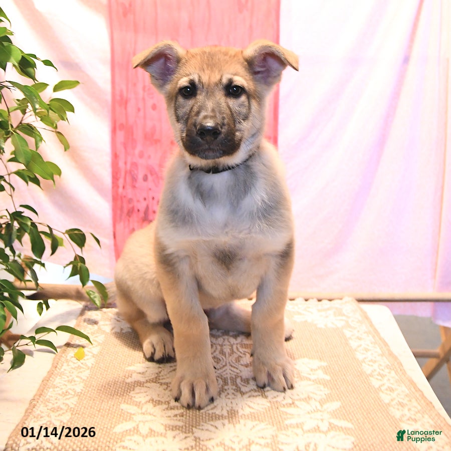 German Shepherd dogs Dasher - Ad 33