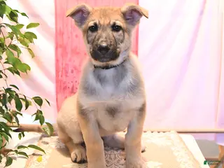 German Shepherd dogs Dasher - Ad 38