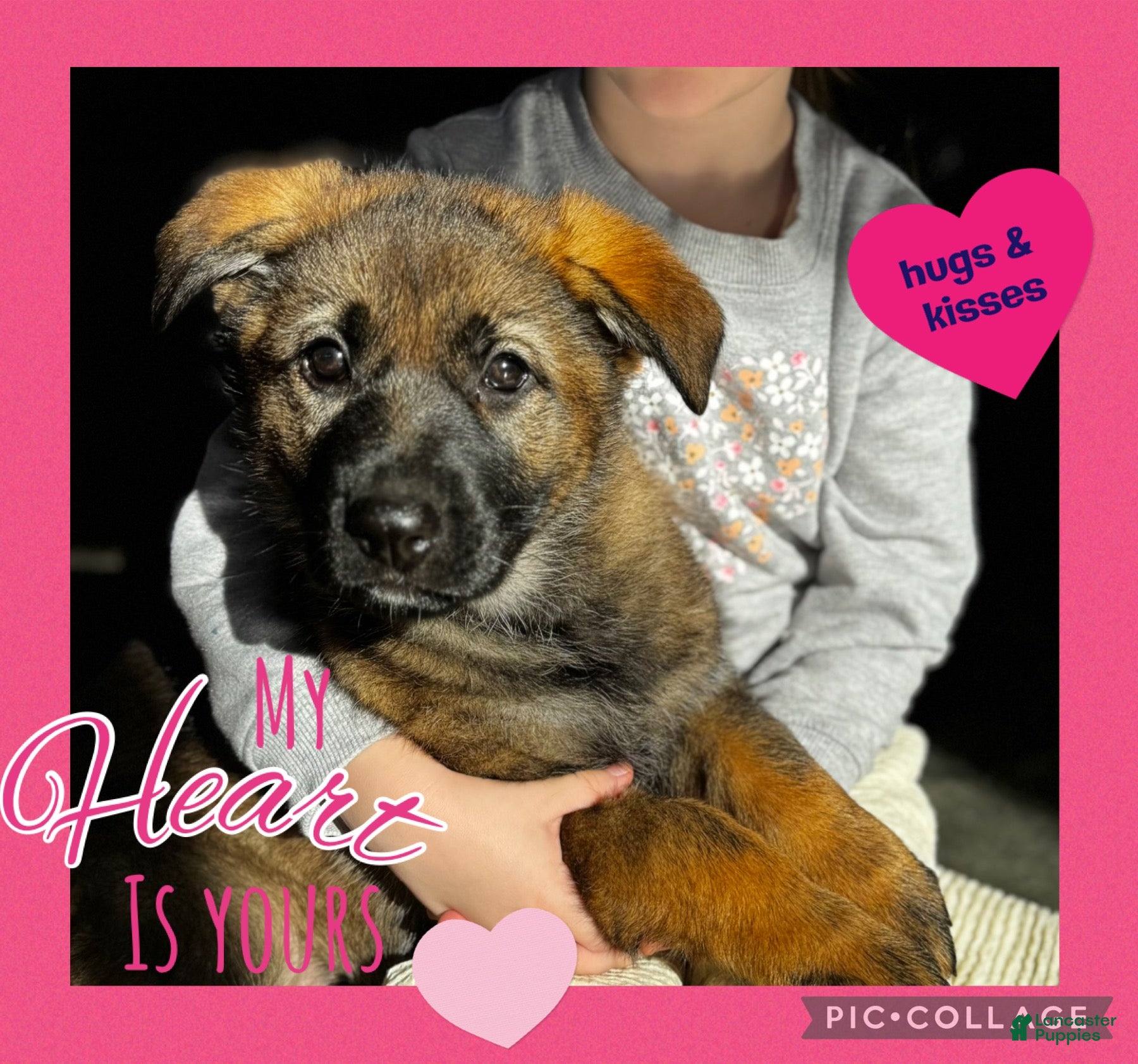 German Shepherd dogs Augusta - Ad 1