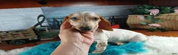 Miniature Dachshund dogs for sale: Sugar pies blue eyed white boy. Hand delivery  - Ad 4