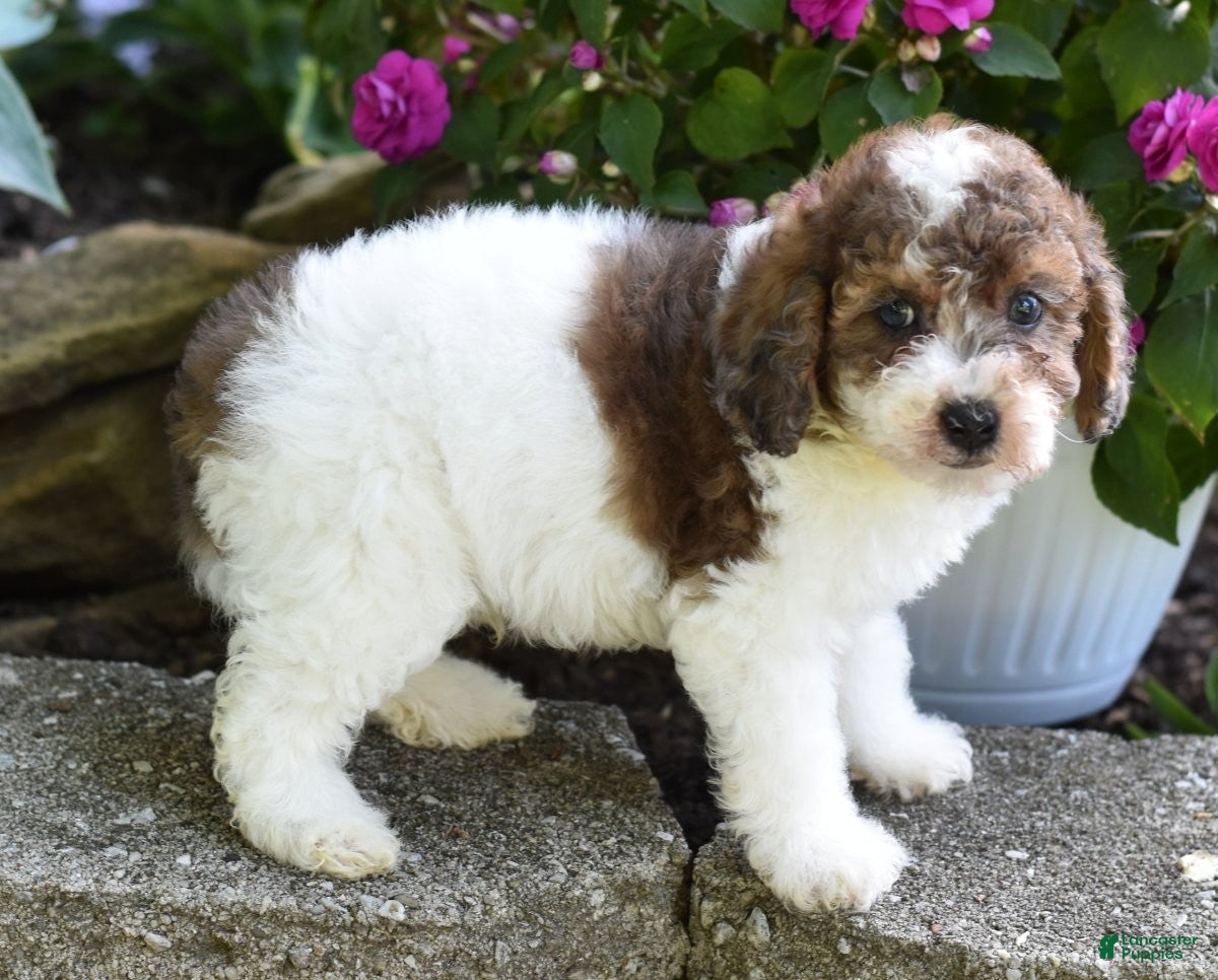 Miniature Poodle dogs for sale: Archie - Ad 10