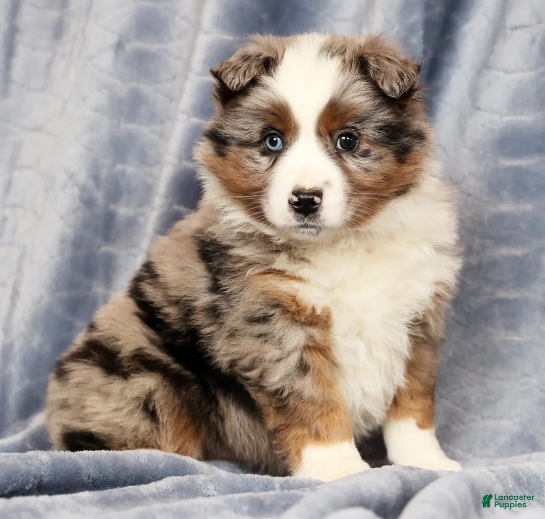 Miniature Australian Shepherd dogs for sale: Edi - Ad 5