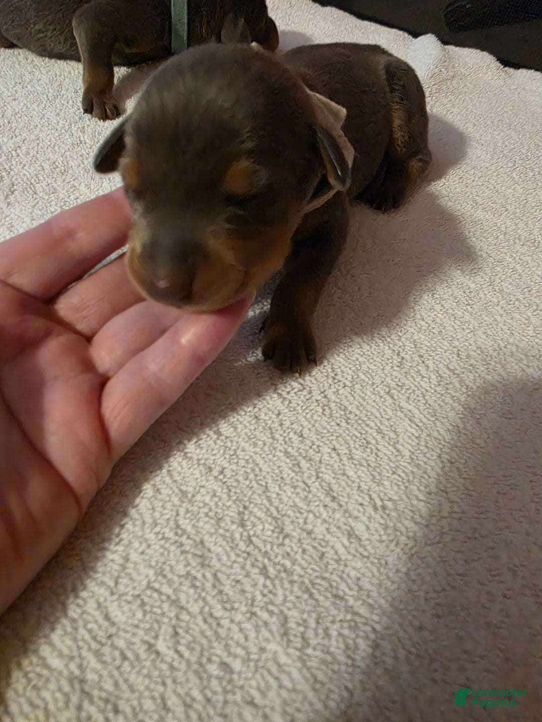 Doberman Pinscher dogs for sale: Doberman Pinscher Puppy 3 - Ad 1