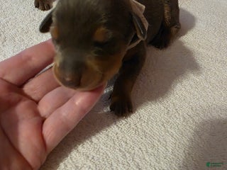 Doberman Pinscher dogs Doberman Pinscher Puppy 3 - Ad 38